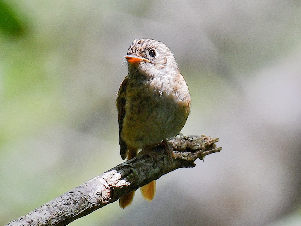 Ferruginous Flycatcher - ML645810305