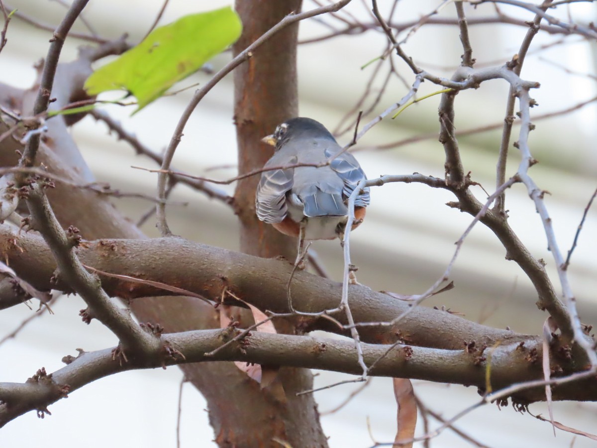 American Robin - ML645810308