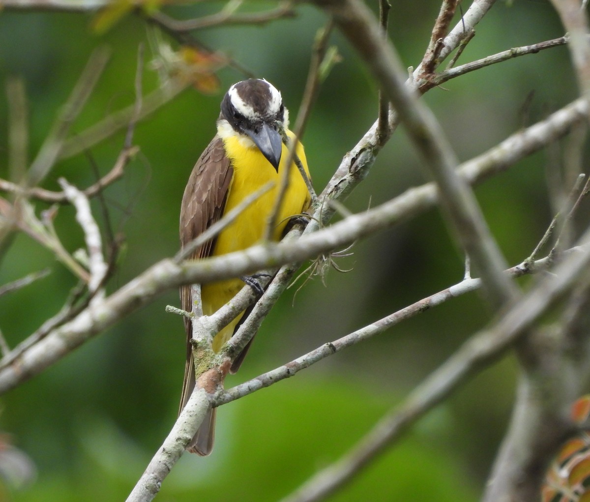 Boat-billed Flycatcher - ML645810310