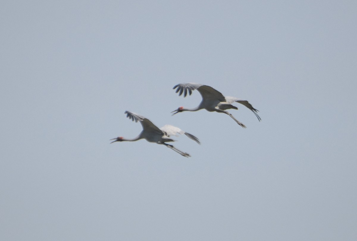 Brolga - ML645810312