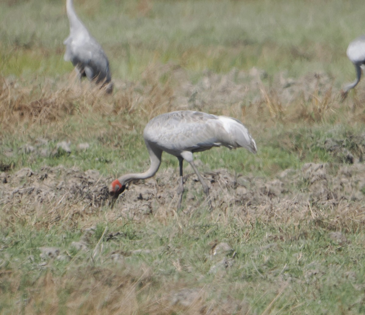 Brolga - ML645810313