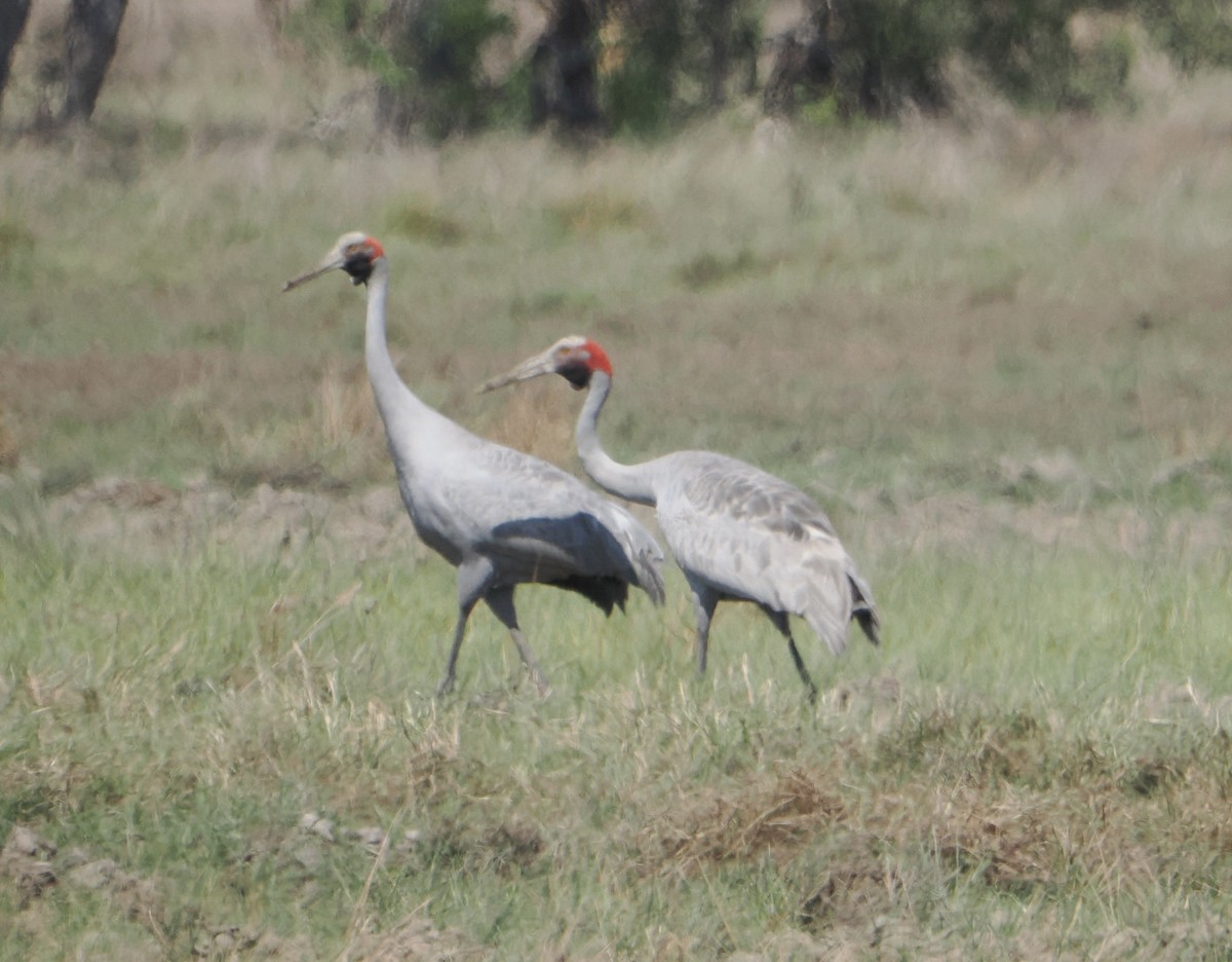Brolga - ML645810314