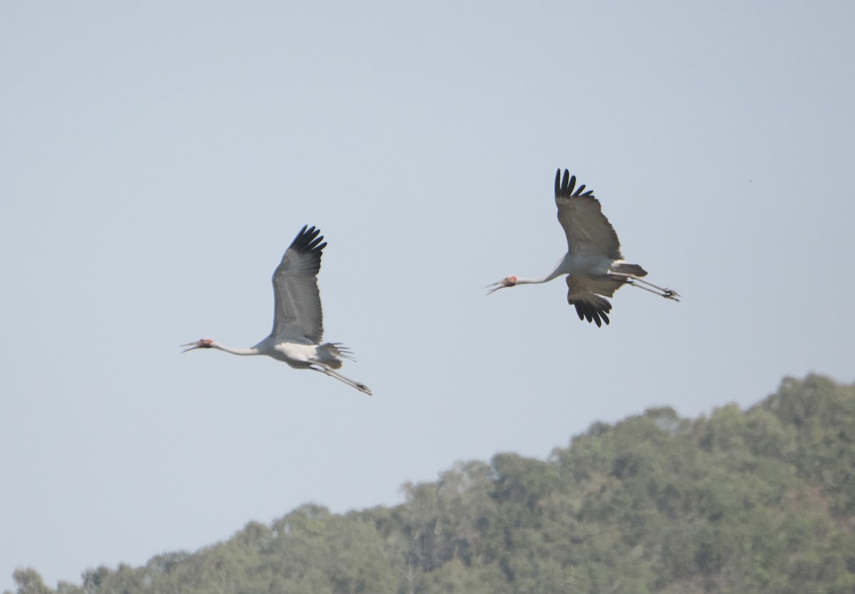 Brolga - ML645810315