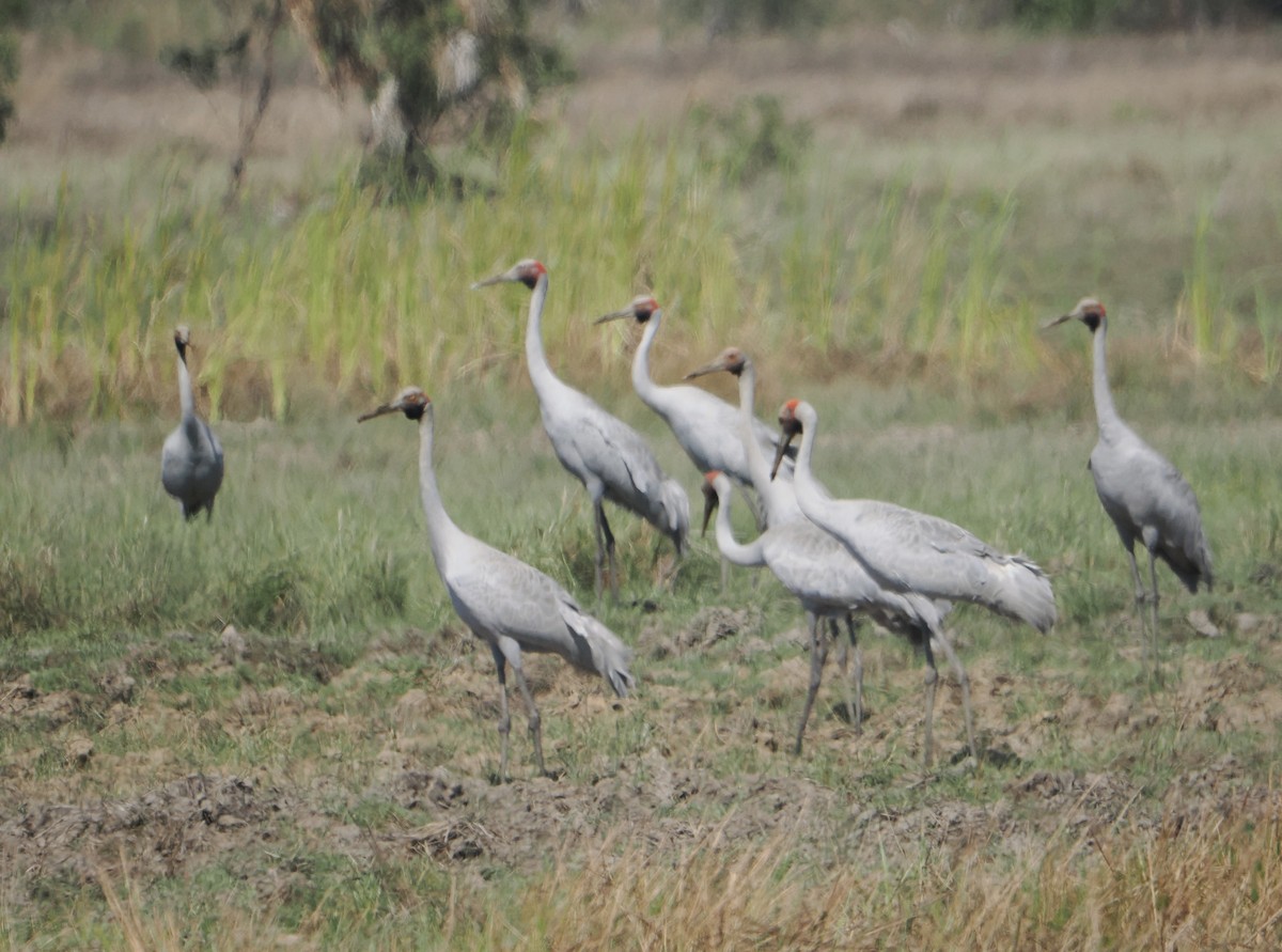 Brolga - ML645810316