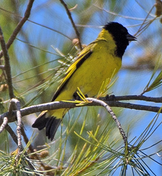 Hooded Siskin - ML645810317