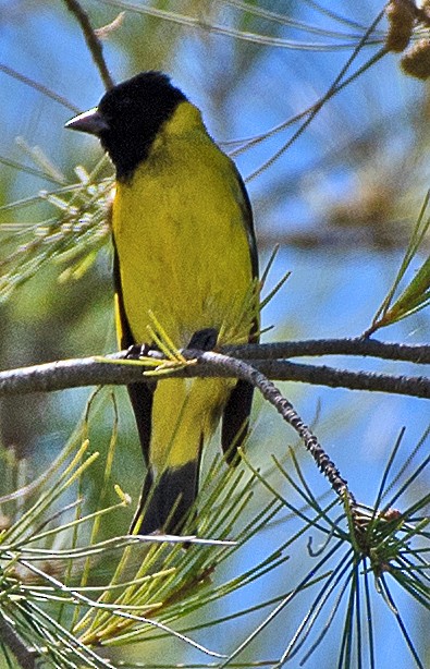 Hooded Siskin - ML645810318