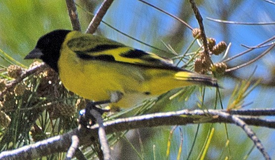 Hooded Siskin - ML645810319