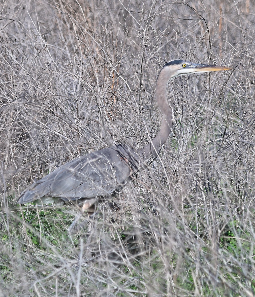 Great Blue Heron (Great Blue) - ML645810321