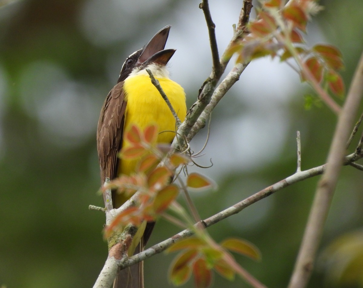 Boat-billed Flycatcher - ML645810324