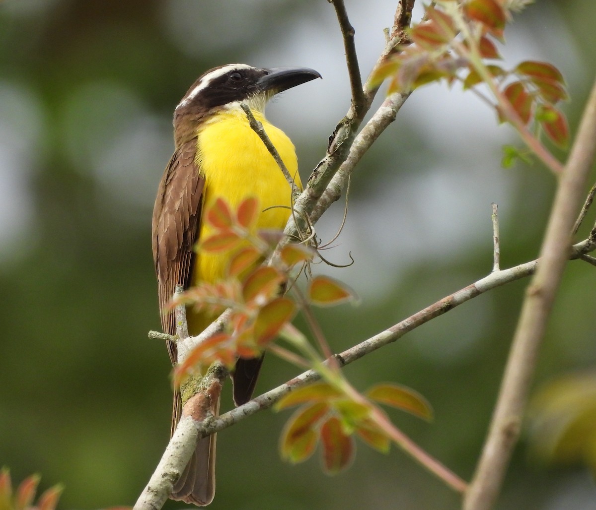 Boat-billed Flycatcher - ML645810325