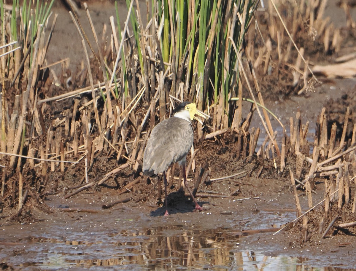 Hegabera maskaraduna - ML645810330