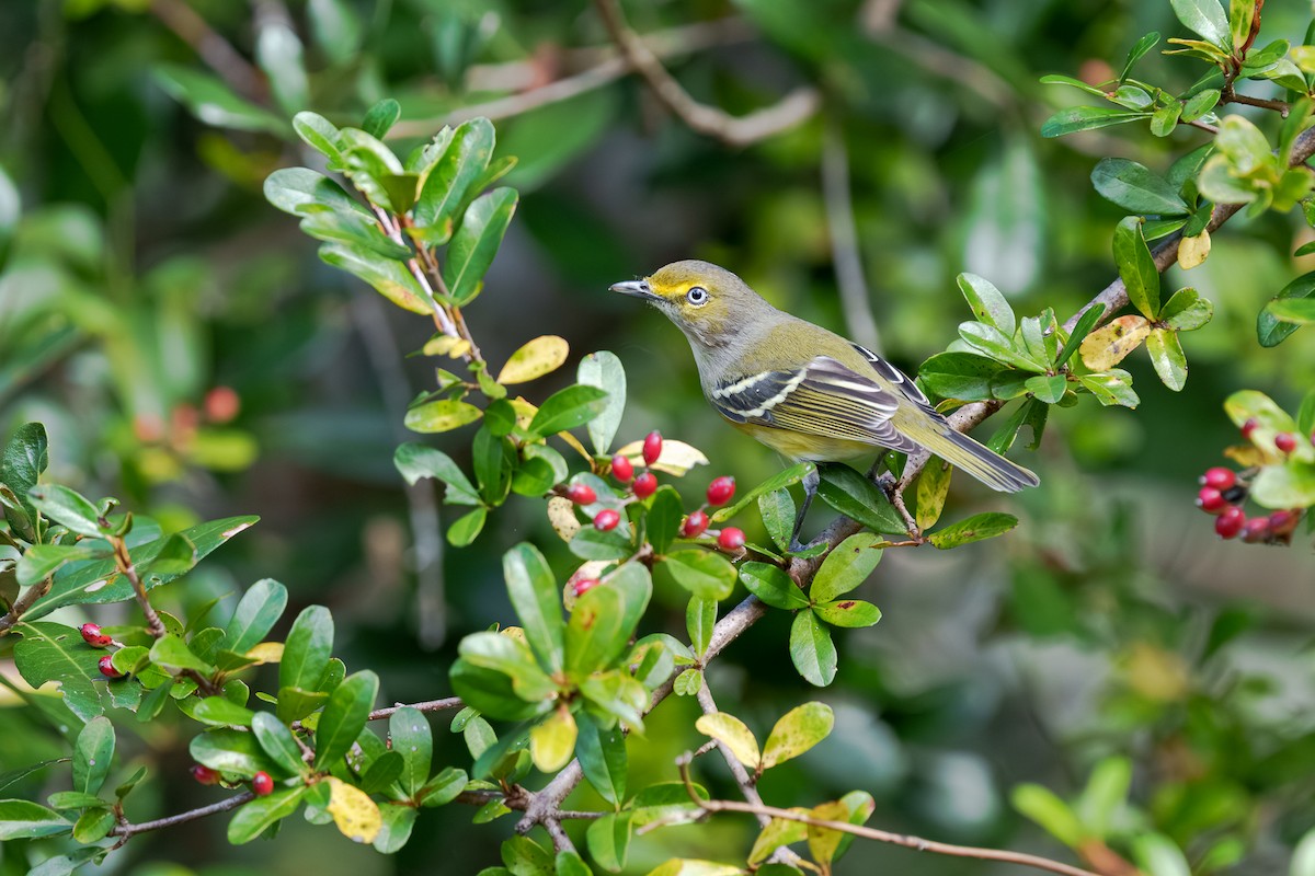 White-eyed Vireo - ML645810336