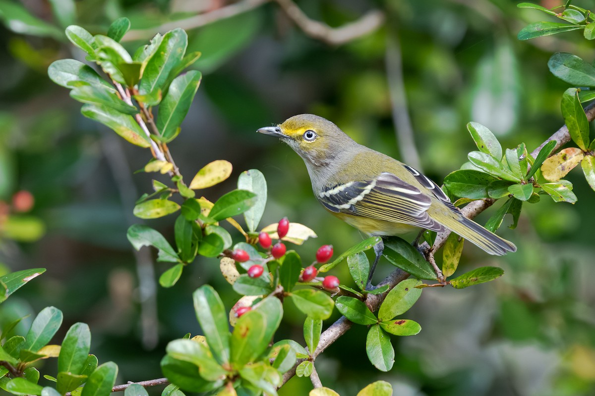 White-eyed Vireo - ML645810337
