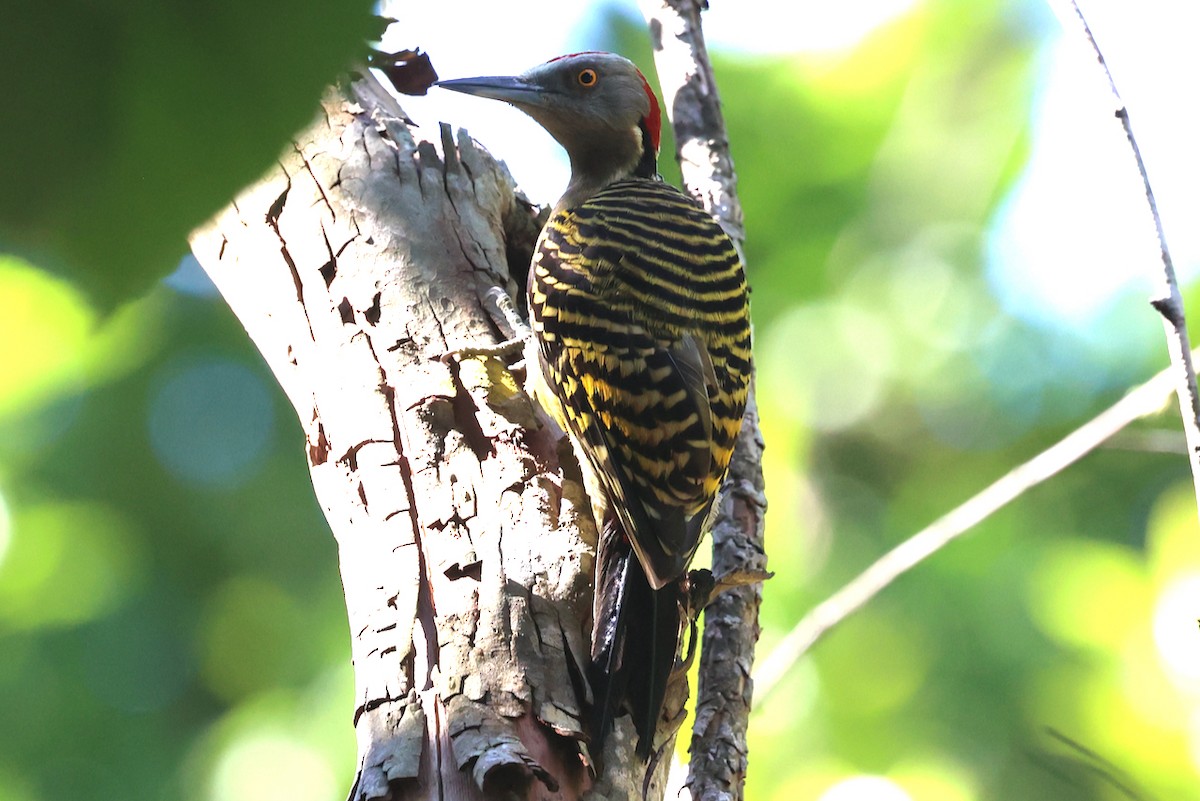 Hispaniolan Woodpecker - ML645810352