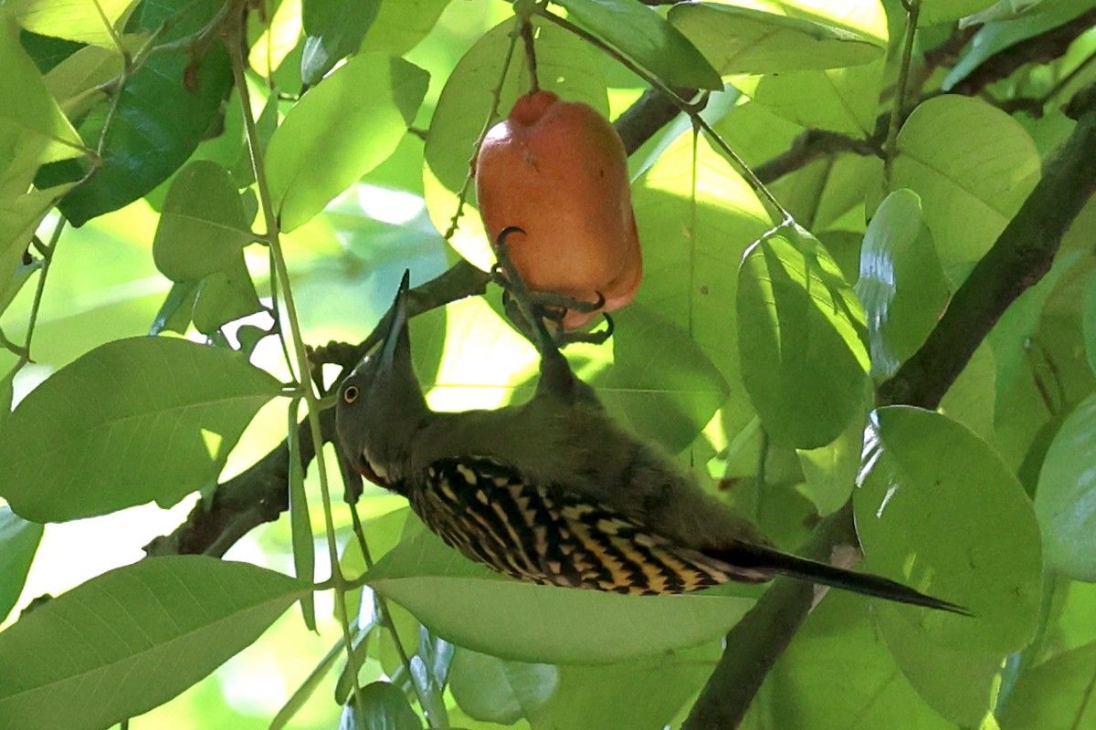 Hispaniolan Woodpecker - ML645810353