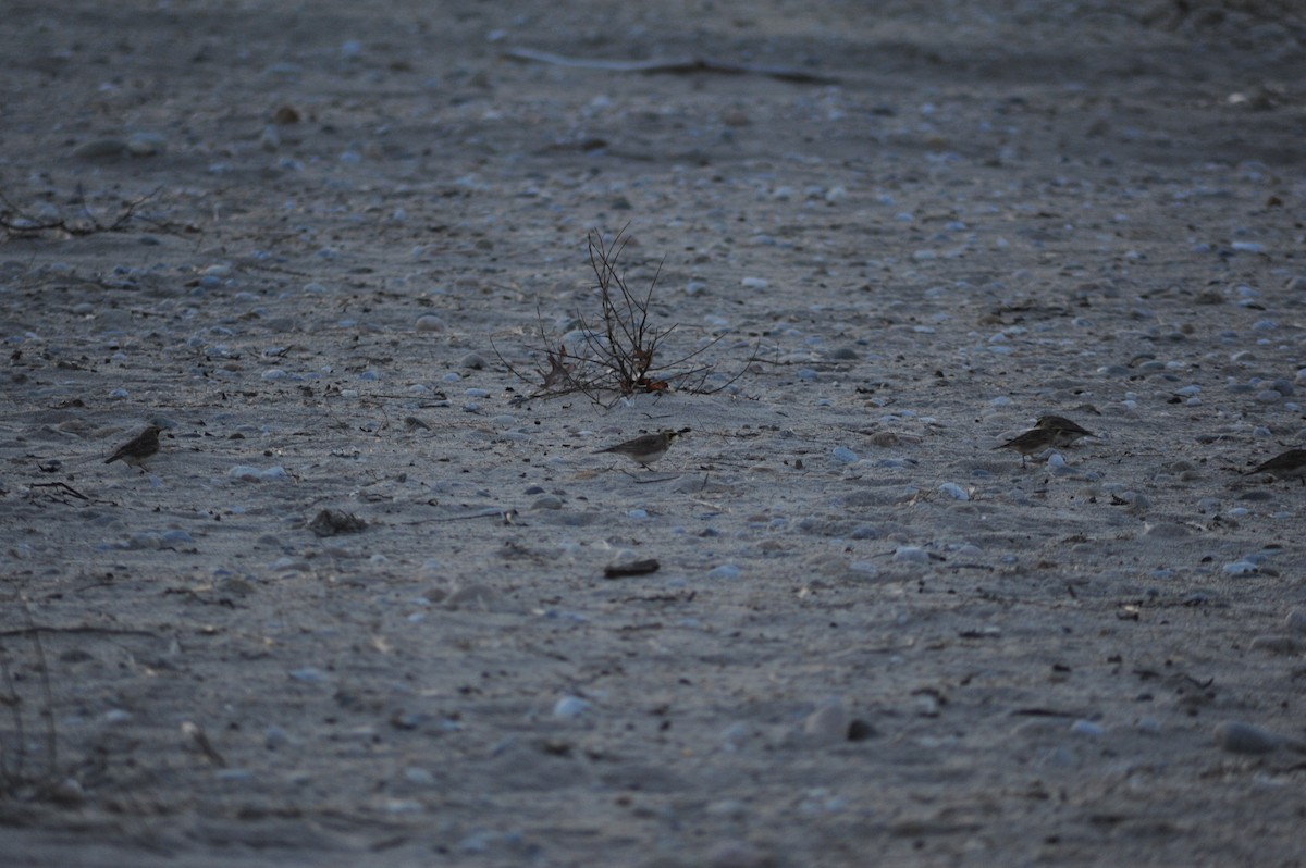 Alondra Cornuda - ML645810356