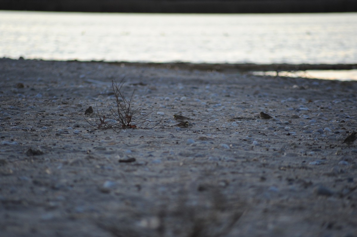 Alondra Cornuda - ML645810357