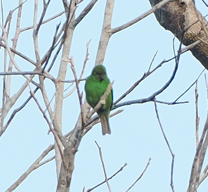 Dotted Tanager - ML645810381