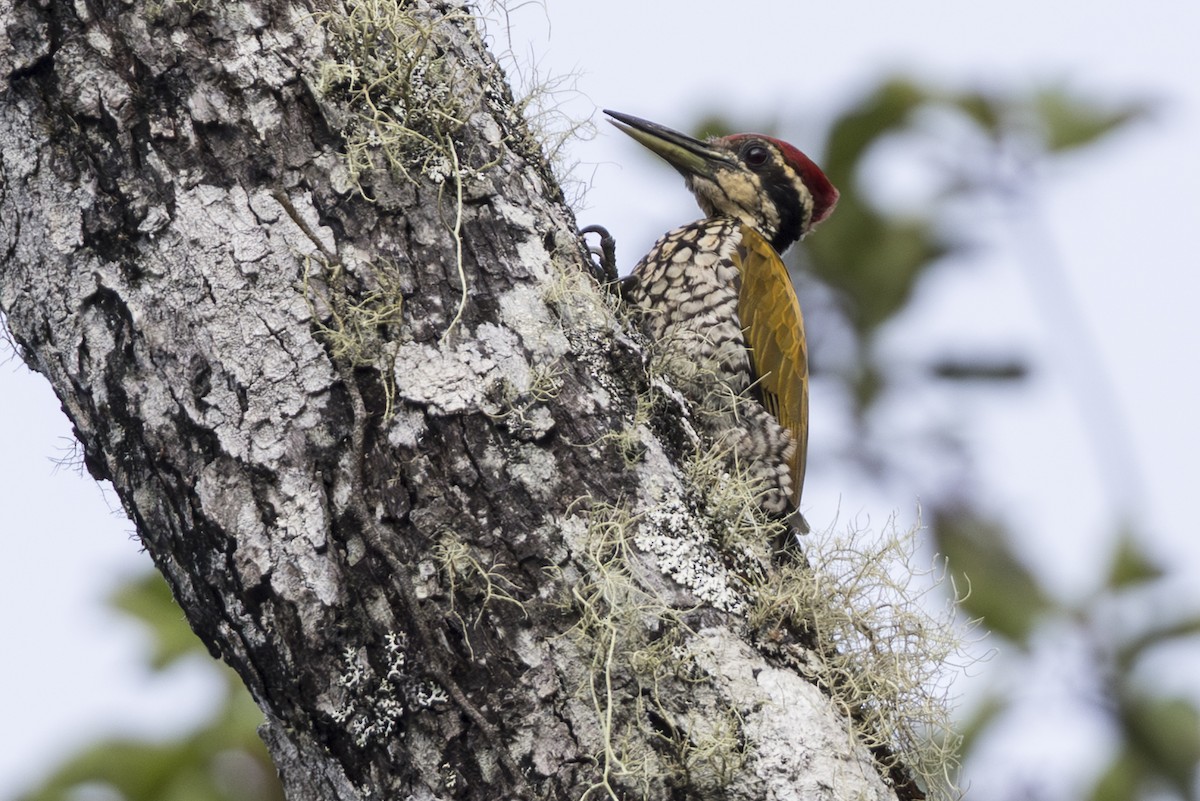 Javan Flameback - ML645810382