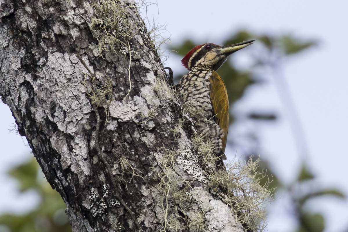 Javan Flameback - ML645810383