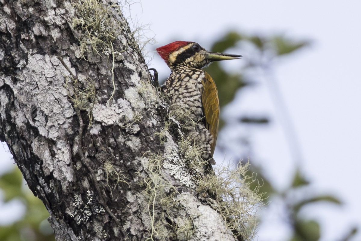 Javan Flameback - ML645810384