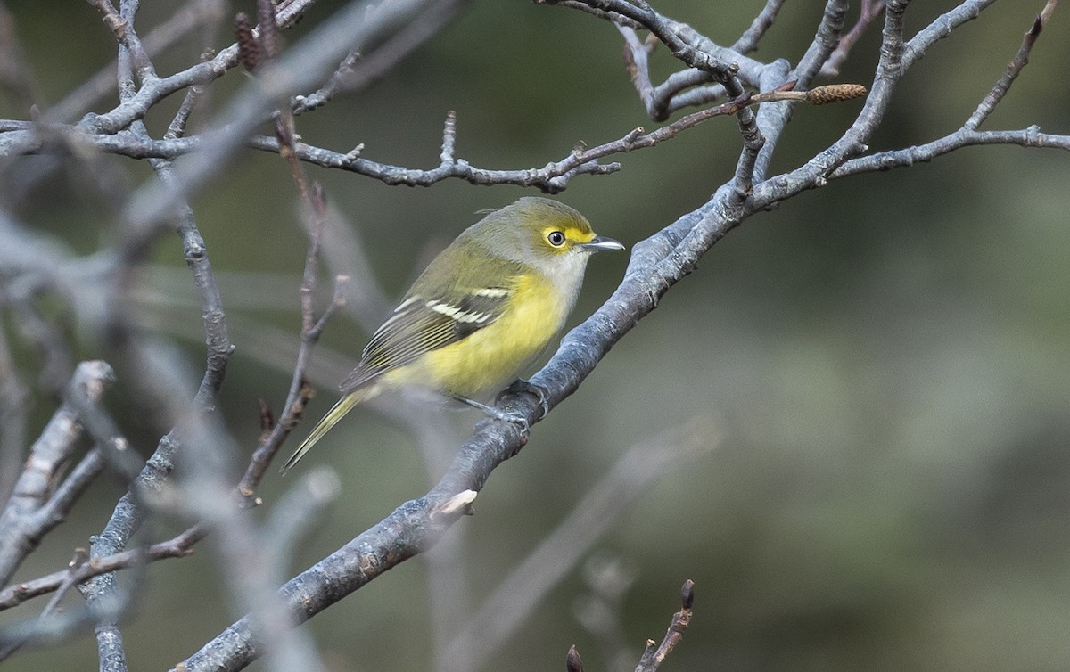 White-eyed Vireo - ML645810393