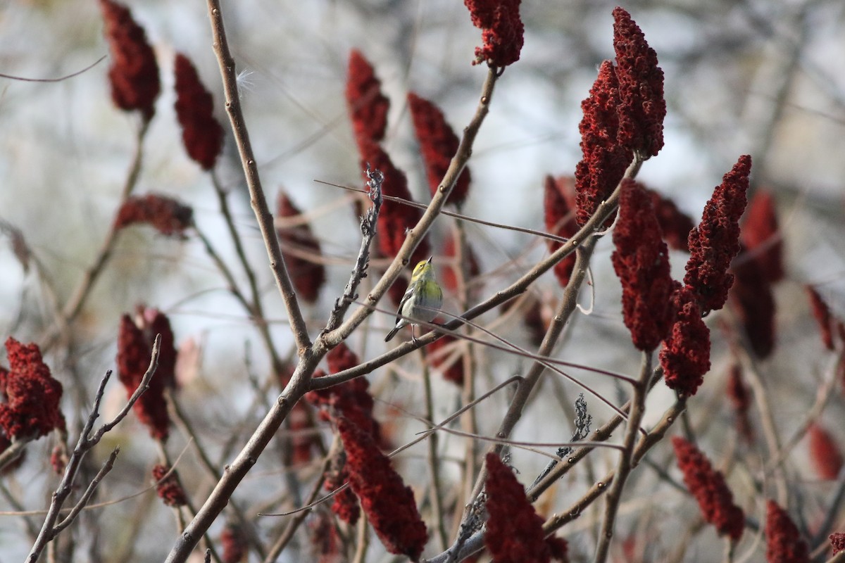 Townsend's Warbler - ML645810401