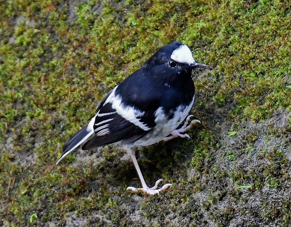 Little Forktail - ML645810405