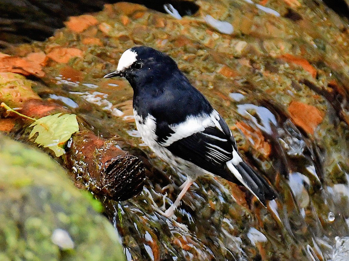 Little Forktail - ML645810406