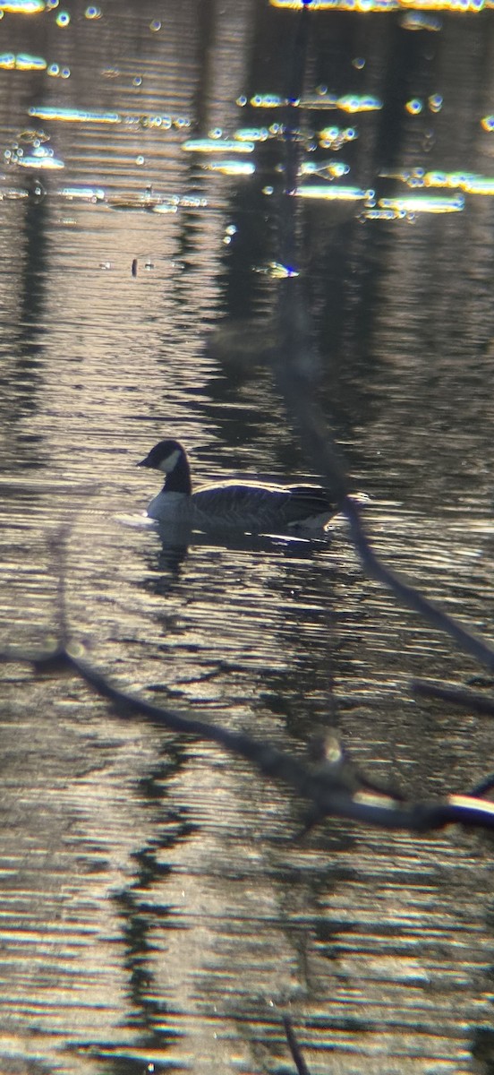 Cackling Goose - ML645810411