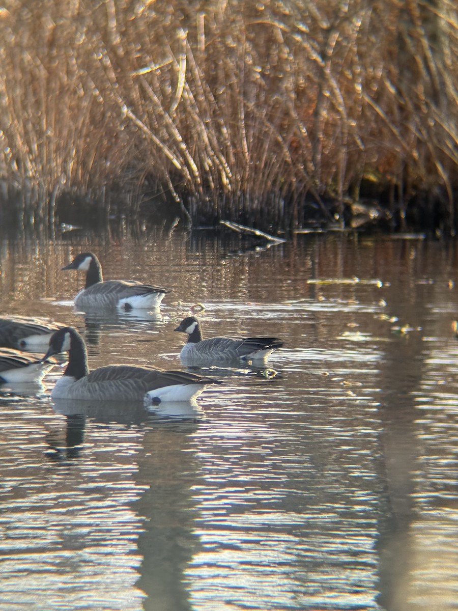 Cackling Goose - ML645810412