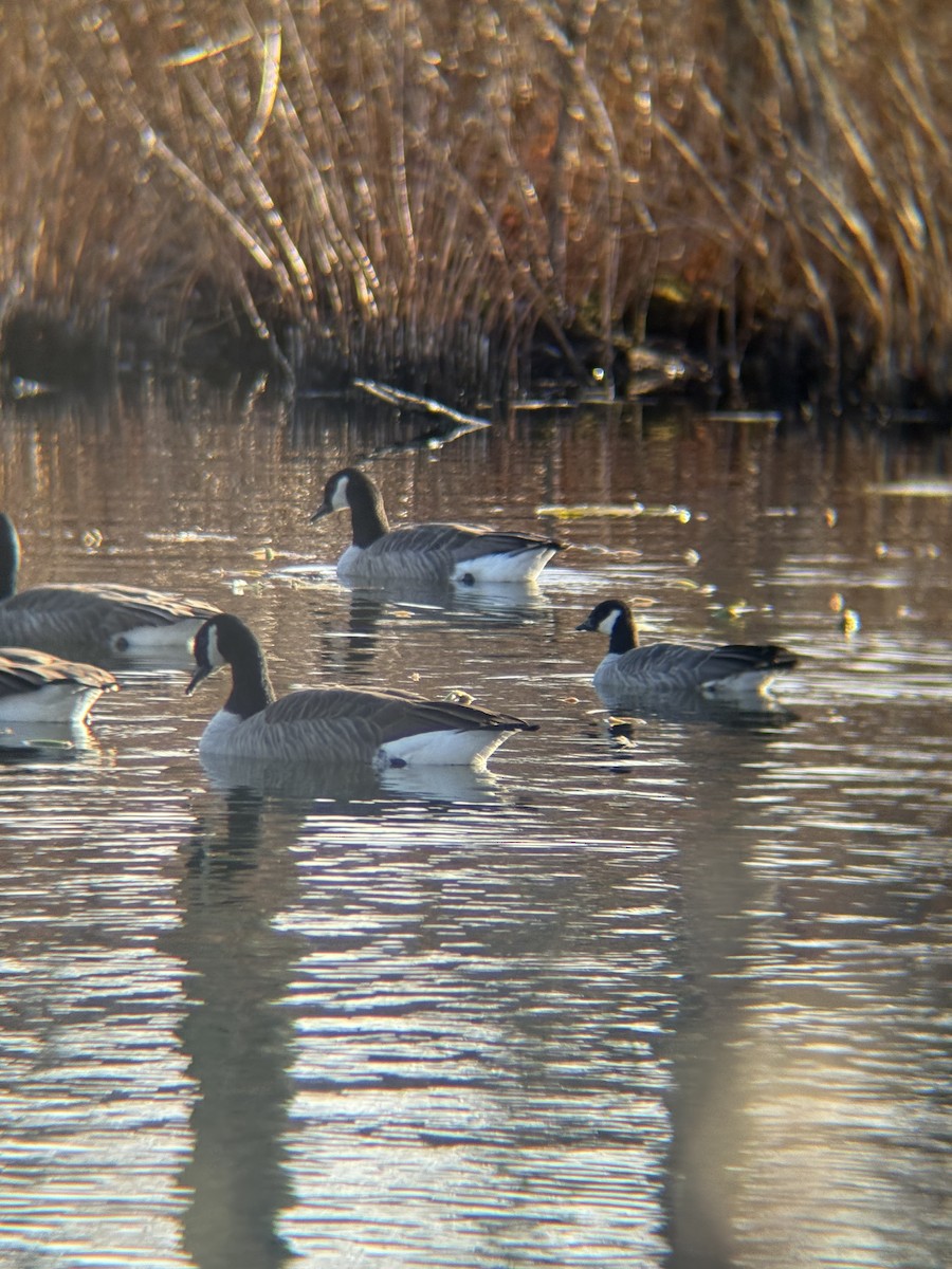 Cackling Goose - ML645810413