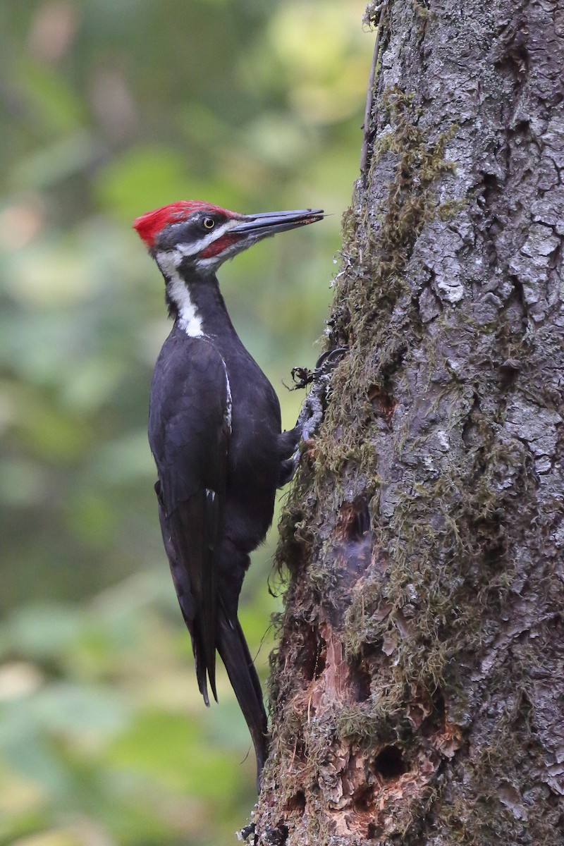 Жовна північна - ML645810414