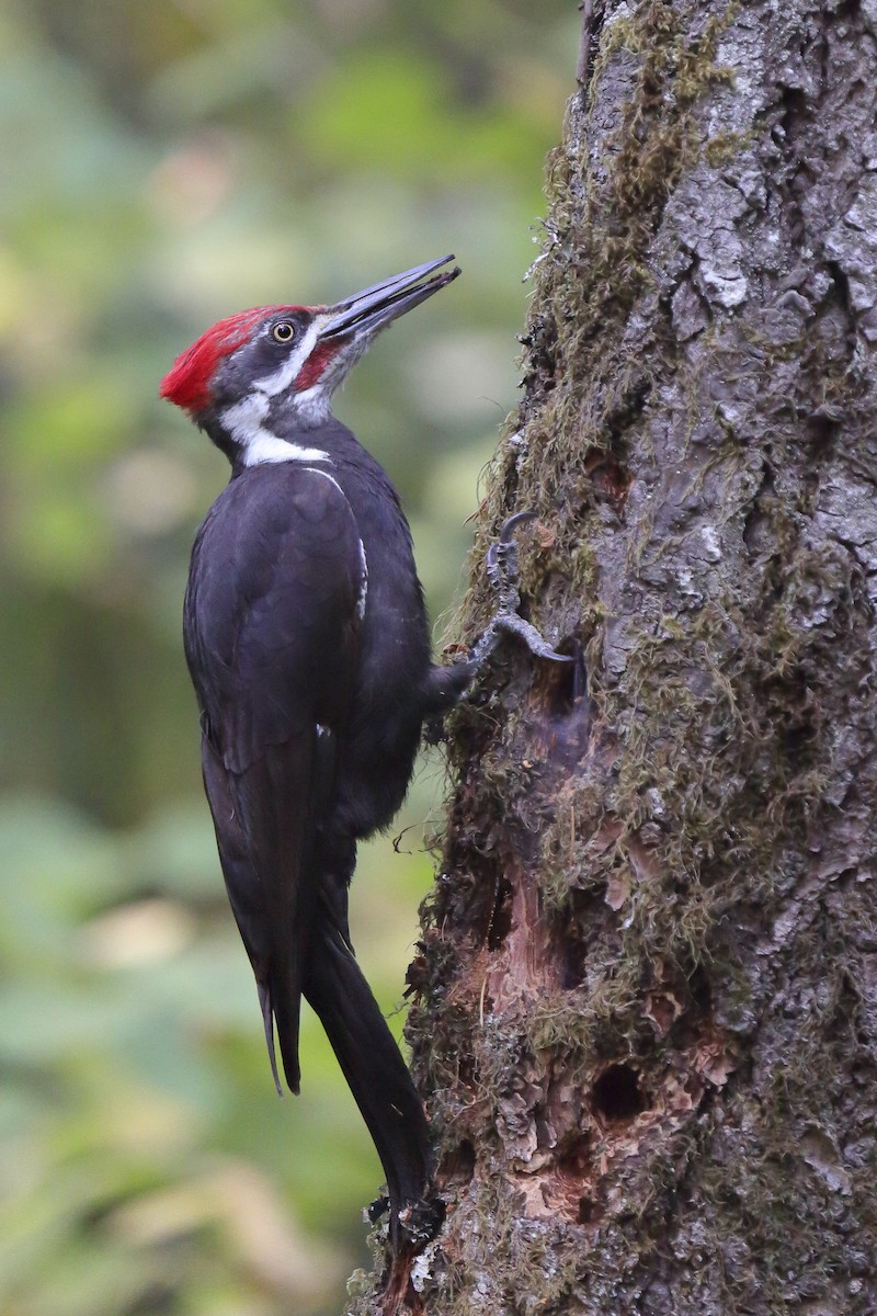 Жовна північна - ML645810415
