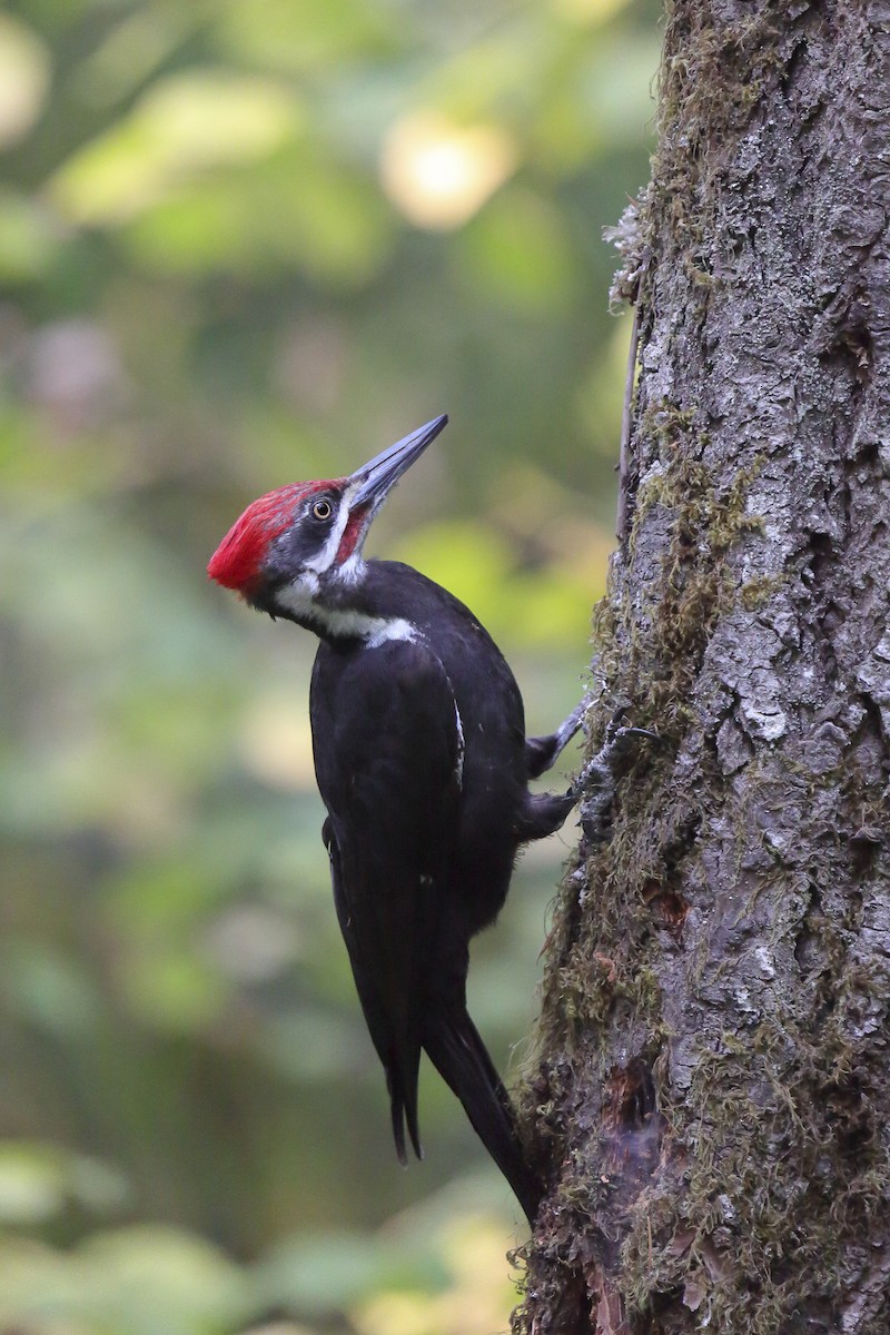 Жовна північна - ML645810416