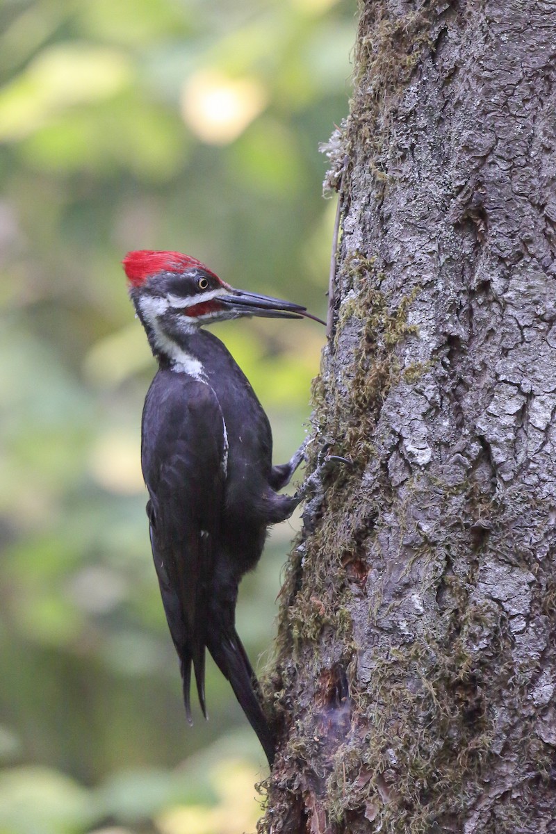 Жовна північна - ML645810417