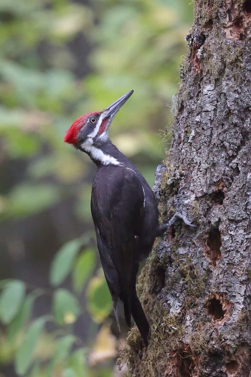 Жовна північна - ML645810418