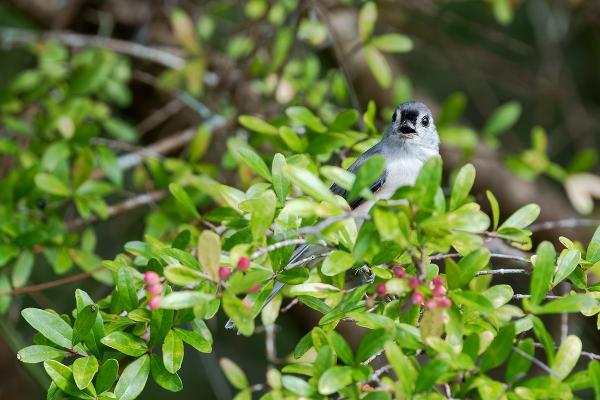 Tufted Titmouse - ML645810429