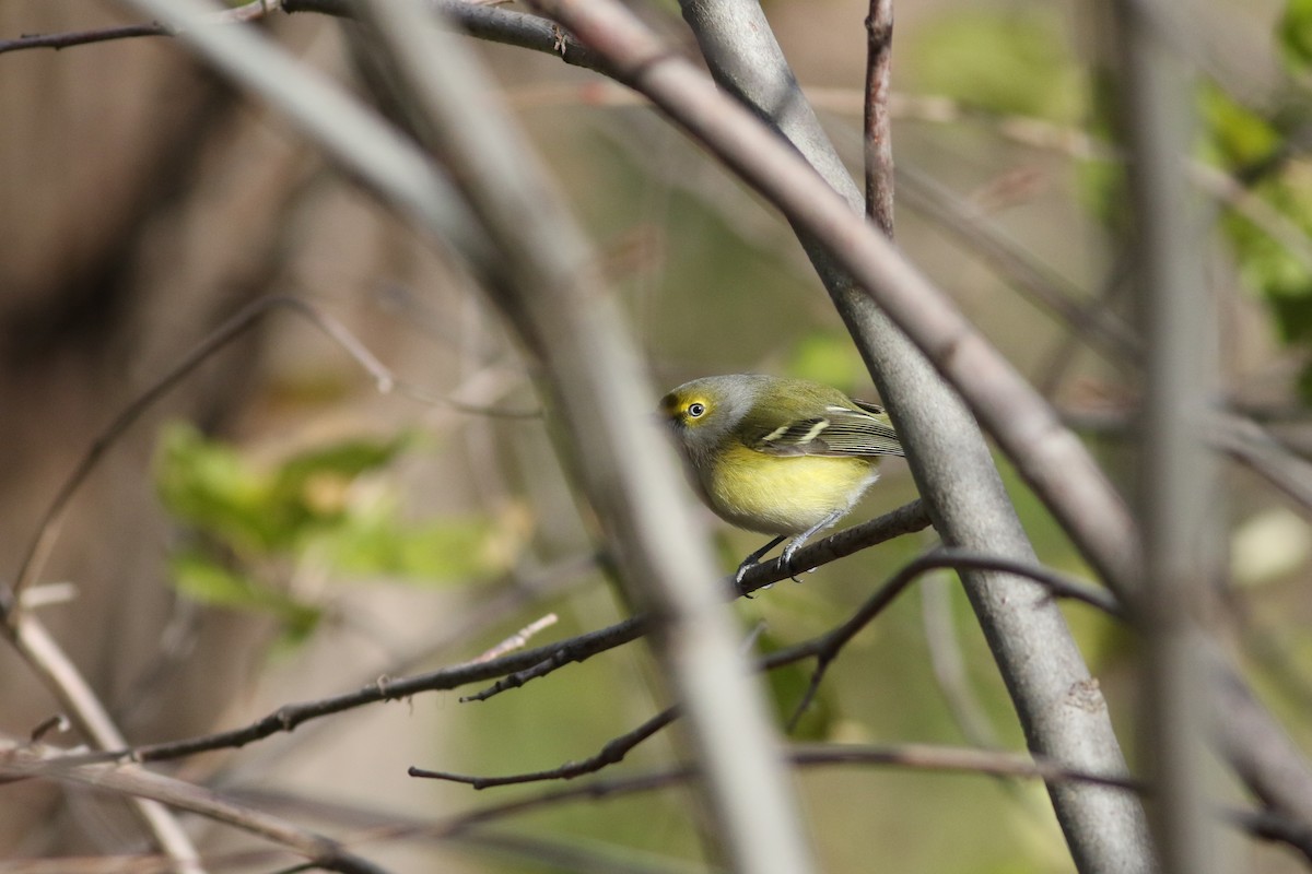 White-eyed Vireo - ML645810430
