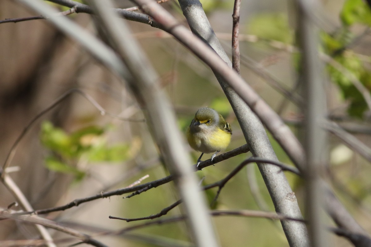White-eyed Vireo - ML645810431