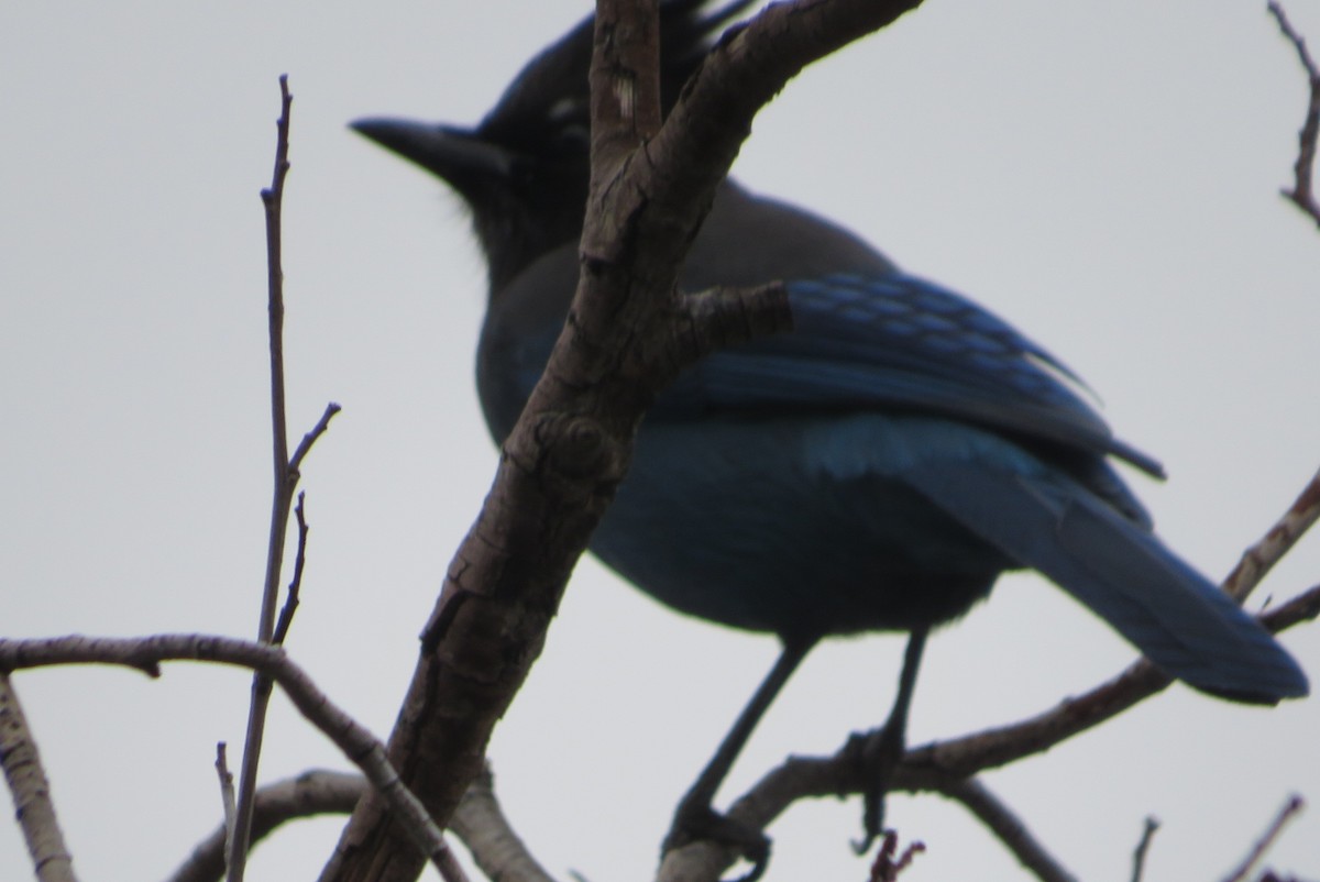 Steller's Jay - ML645810436