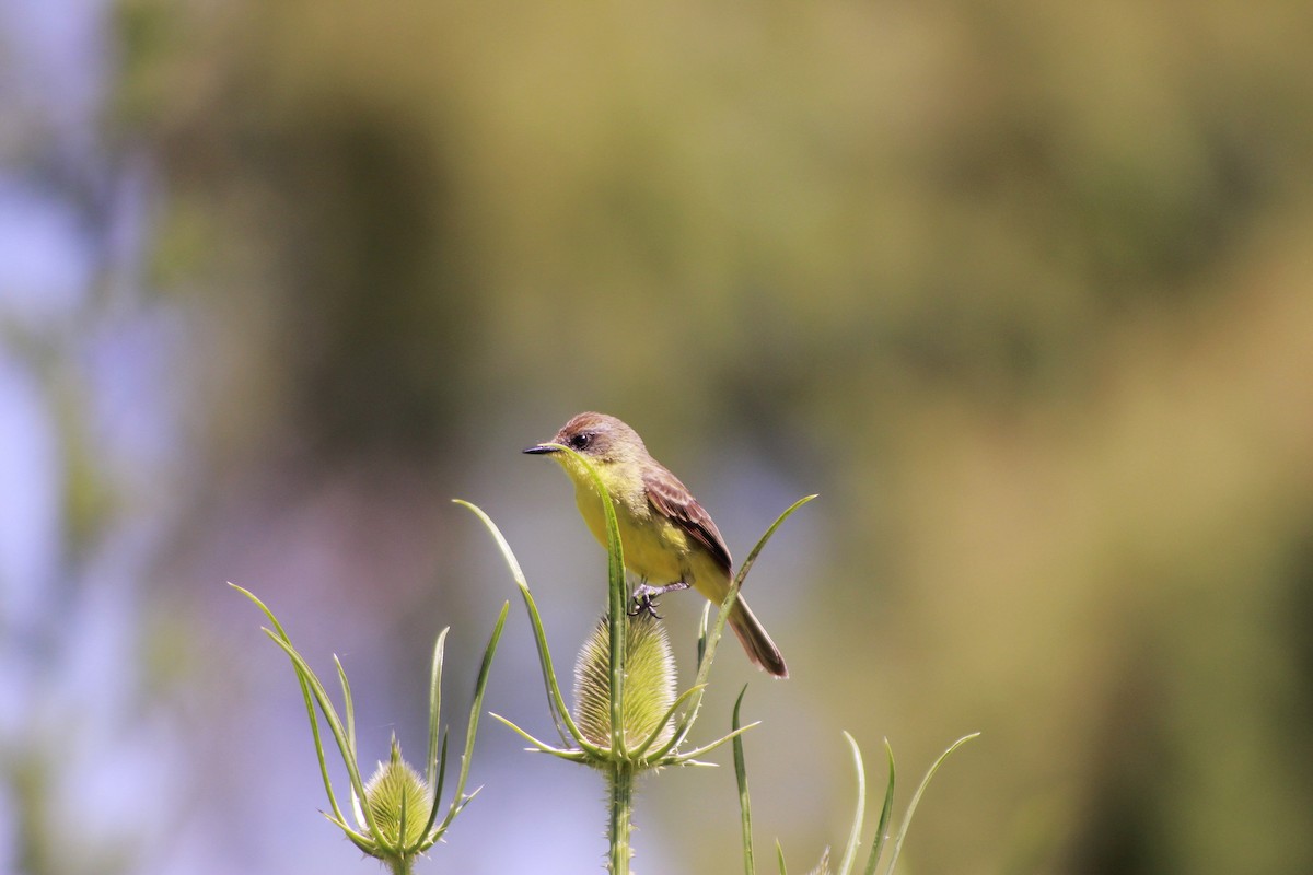 Warbling Doradito - ML645810437