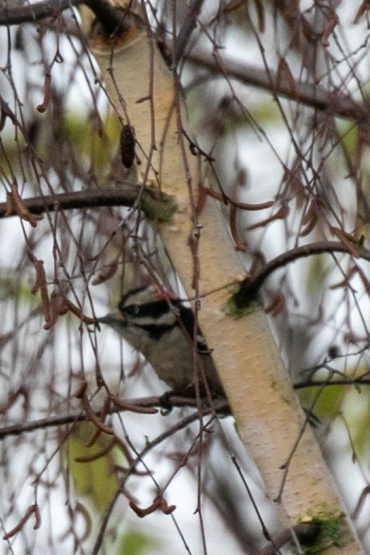 Downy Woodpecker - ML645810455