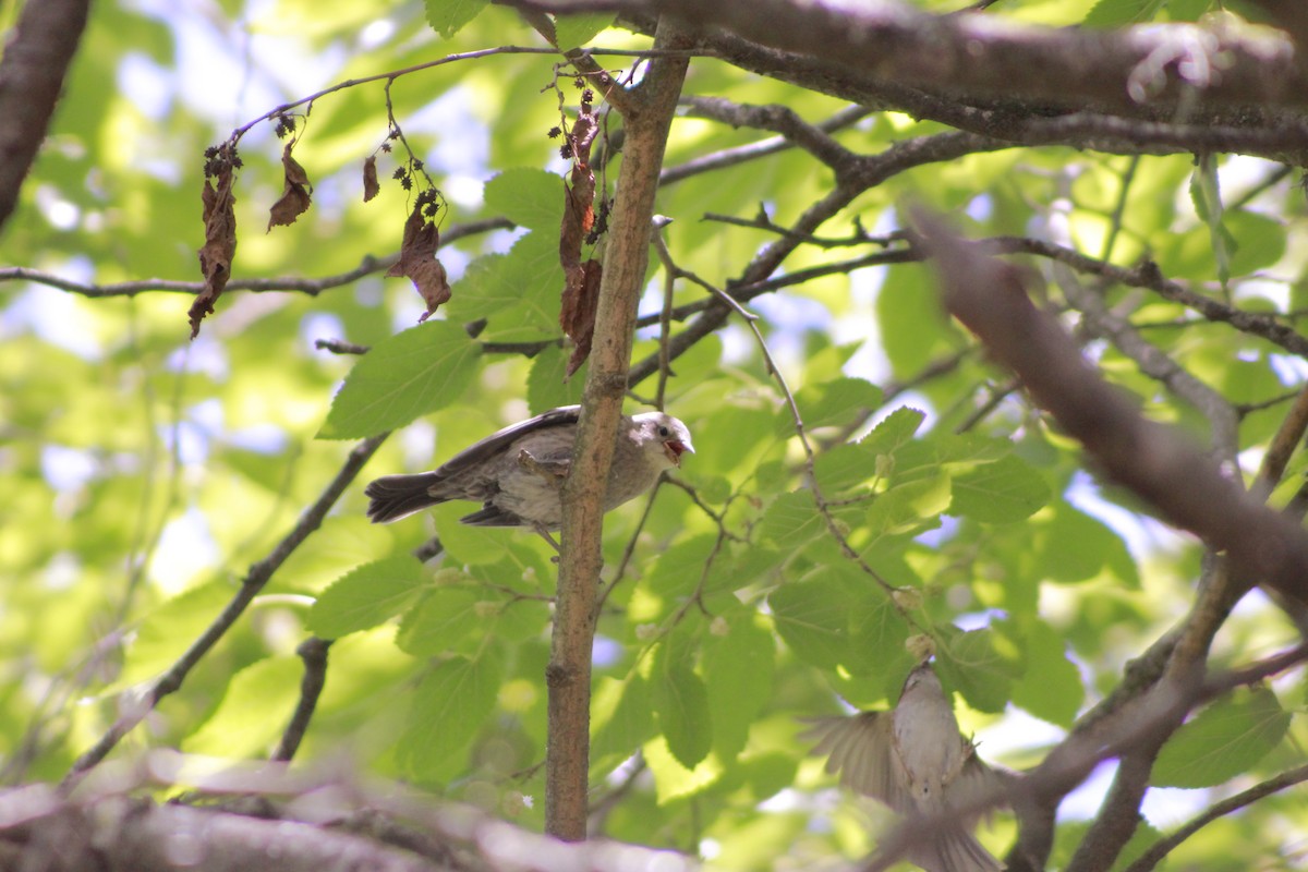 Morgenammer - ML645810475