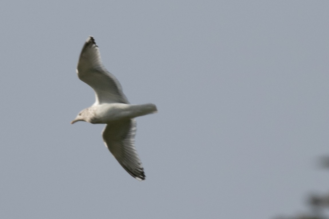 Short-billed Gull - ML645810500