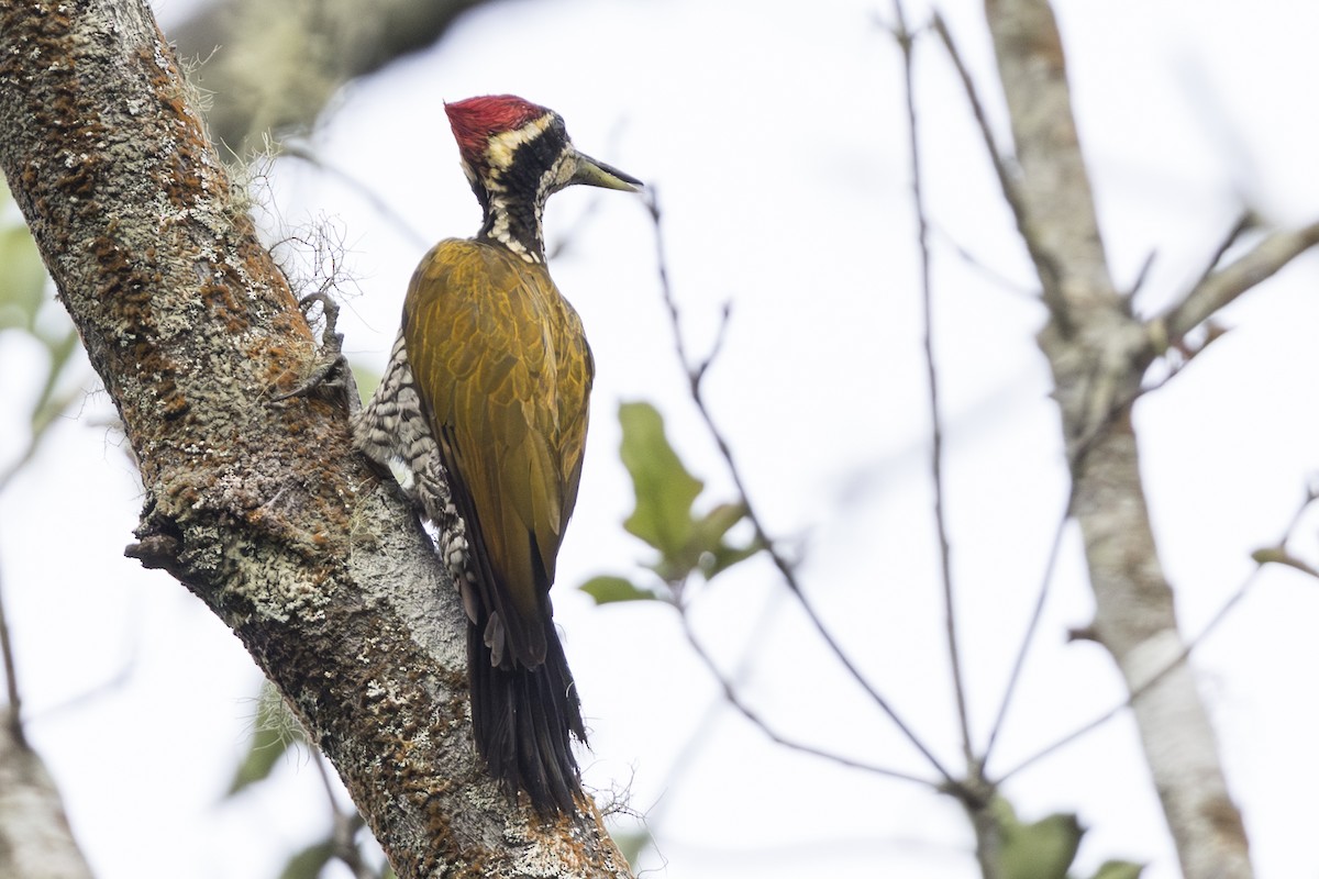 Javan Flameback - ML645810504