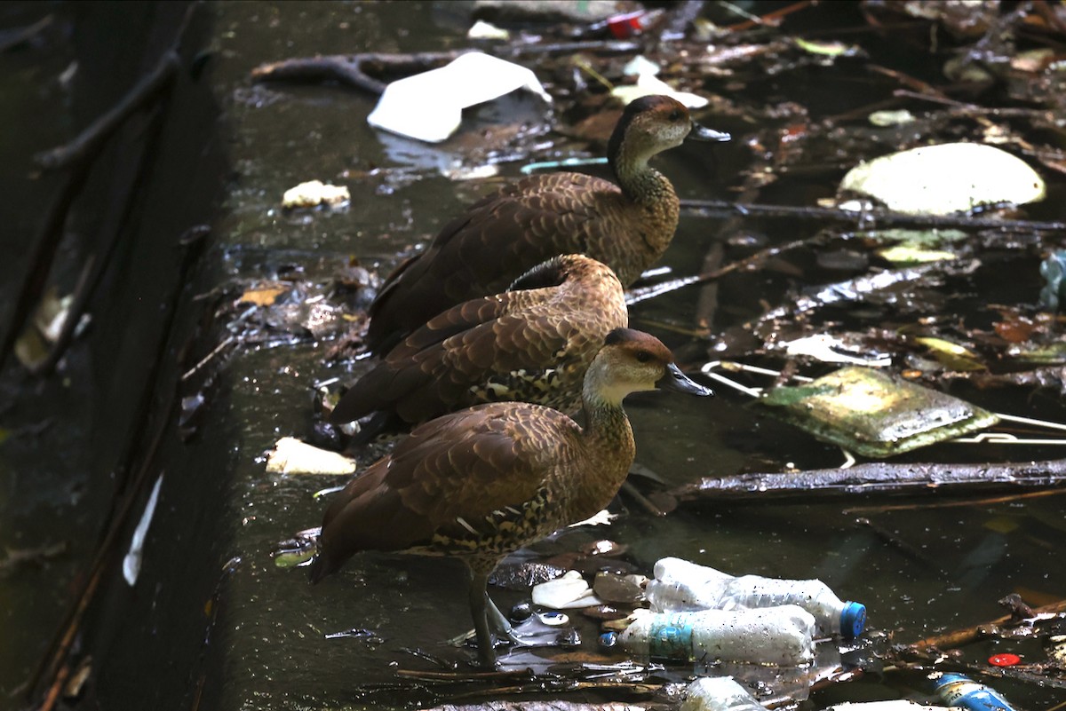 West Indian Whistling-Duck - ML645810518