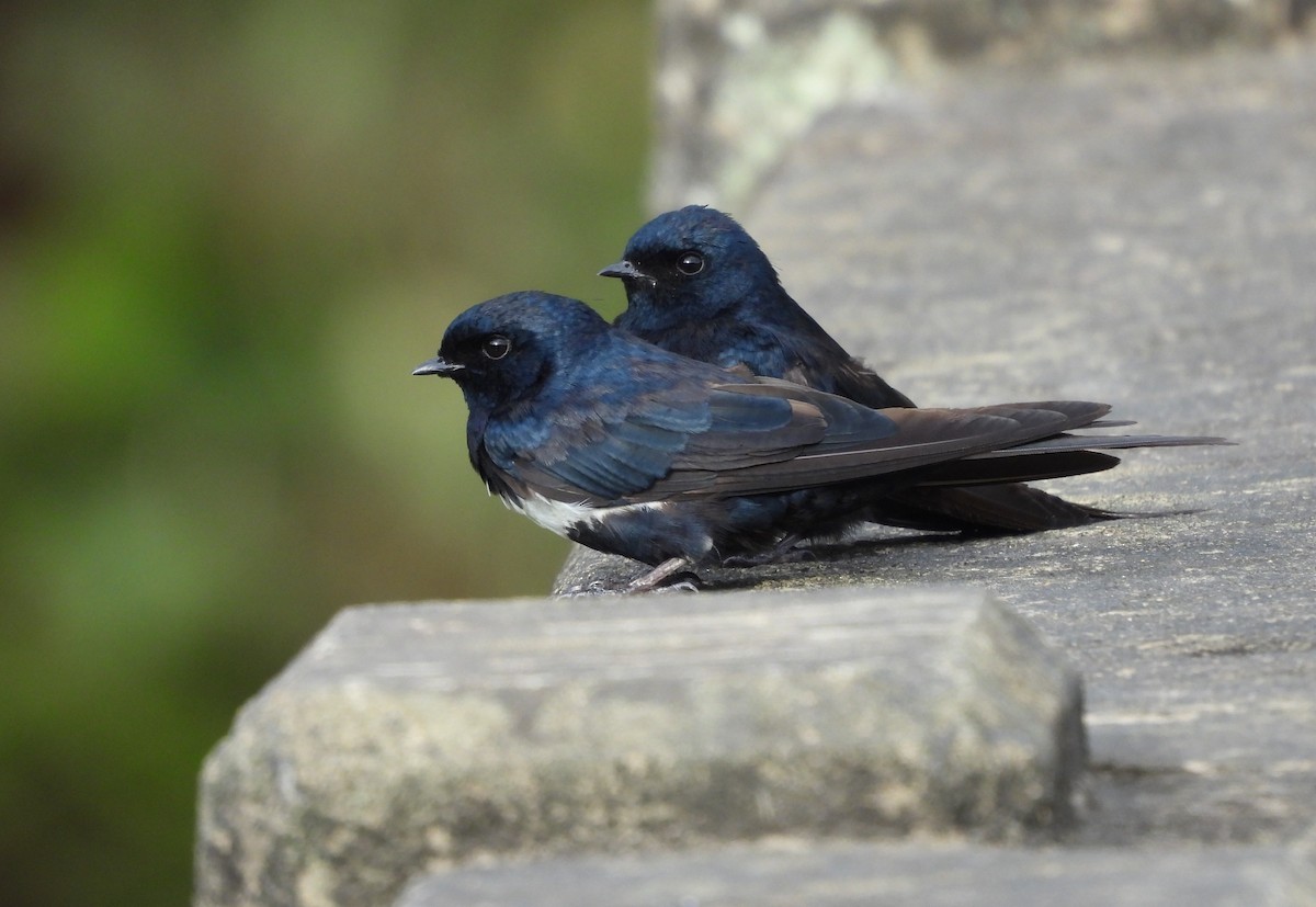 White-banded Swallow - ML645810547