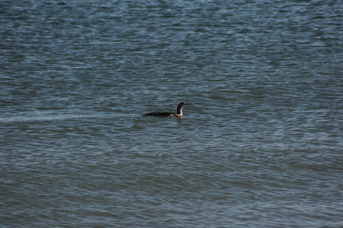 Plongeon catmarin - ML645810563