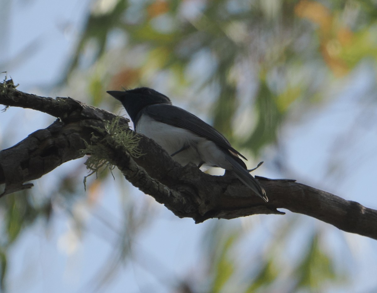 Leaden Flycatcher - ML645810564